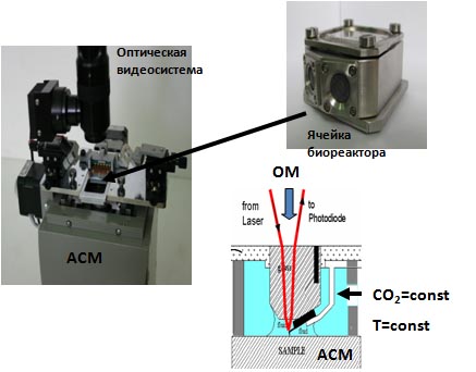 A miniature bioreactor for optical and contact-probe analysis of living cells in vitro